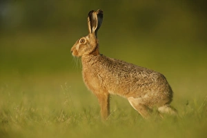 European Hare (Lepus europaeus) adult, standing alert in farmland, in evening sunlight, Norfolk, England, June