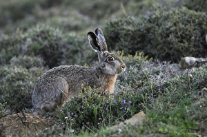 European Hare (Lepus europaeus) adult, feeding amongst upland phrygana scrubland, Lemnos, Greece, April