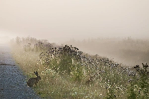 European Hare (Lepus europaeus) adult, sitting at edge of track in misty wetland habitat at sunrise