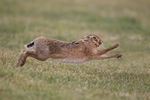 Aggression Prints: European Hare (Lepus europaeus) adult male