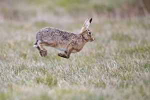 European Hare (Lepus europaeus) adult male, running, stotting back to female in grass field, Suffolk, England, March