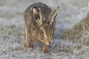 European Hare (Lepus europaeus) adult male, smelling grass stem for scent of females