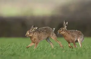 Anniversary Prints: European Hare (Lepus europaeus) adult male chasing female
