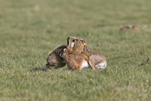 European Hare (Lepus europaeus) adult pair, boxing, female biting back fur of male in grass field, Suffolk, England