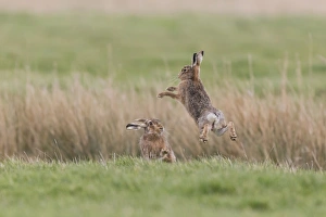 European Hare (Lepus europaeus) adult pair, boxing, female fighting off male in grass field, Suffolk, England, March