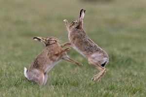 European Hare (Lepus europaeus) adult pair, boxing, female fighting off male in grass field, Suffolk, England, March