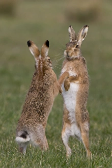 European Hare (Lepus europaeus) adult pair, boxing, female fighting off male in grass field, Suffolk, England, March