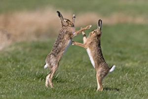 European Hare (Lepus europaeus) adult pair, boxing, female fighting off male in grass field, Suffolk, England, March