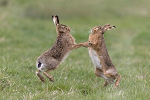 European Hare (Lepus europaeus) adult pair, boxing, female fighting off male in grass field, Suffolk, England, March