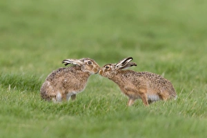 European Hare (Lepus europaeus) adult pair, touching noses in grass field, Suffolk, England, March