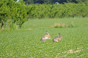 Hares Prints: European Hare (Lepus europaeus) adult pair, boxing on cultivated field, Italy, may