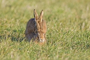 European Hare (Lepus europaeus) adult pair, mating, Suffolk, England, january