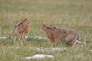 European Hare (Lepus europaeus) adult pair, male moving in on female during mating season, Suffolk, England, february
