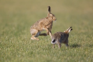 European Hare (Lepus europaeus) adult pair, boxing, female fighting off male in field, Suffolk, England, february