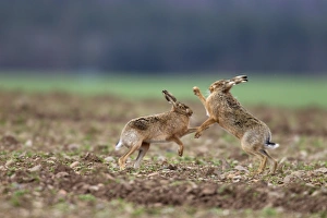 European Hare (Lepus europaeus) adult pair, boxing, female fighting off male in field, Berwickshire, Scottish Borders