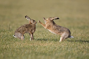 European Hare (Lepus europaeus) adult pair, boxing, female fighting off male in field, Suffolk, England, february