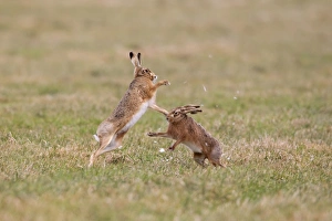 European Hare (Lepus europaeus) adult pair, boxing, female fighting off male in field, with fur being pulled out