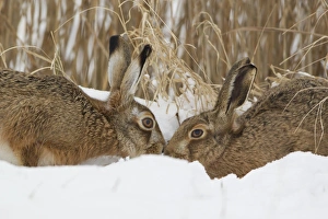 European Hare (Lepus europaeus) adult pair, touching noses in snow at edge of reedbed, Suffolk, England, february