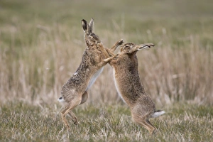 European Hare (Lepus europaeus) adult pair, boxing, female fighting off male in grass field, Suffolk, England, March