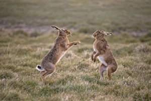 European Hare (Lepus europaeus) adult pair, boxing, female fighting off male in grass field, Suffolk, England, March