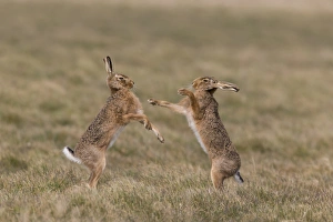 European Hare (Lepus europaeus) adult pair, boxing, female fighting off male in grass field, Suffolk, England, March