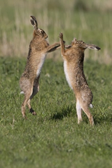 European Hare (Lepus europaeus) adult pair, boxing, female fighting off male in grass field, Suffolk, England, May