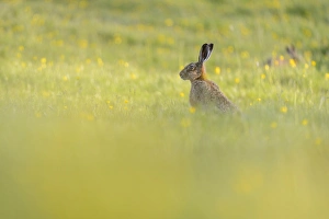 European Hare (Lepus europaeus) two adults, amongst flowering buttercups in field, Admaston, Staffordshire, England