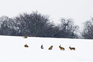 Hares Prints: European Hare (Lepus europaeus) six adults