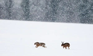 European Hare (Lepus europaeus) two adults, on snow covered field during snowfall, Yare Valley, Norfolk, England