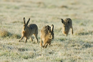 Running Prints: European Hare (Lepus europaeus) three adults