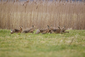 Running Prints: European Hare (Lepus europaeus) six adults