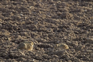 European Hare (Lepus europaeus) two adults, resting in ploughed field, Berwickshire, Scottish Borders, Scotland, march