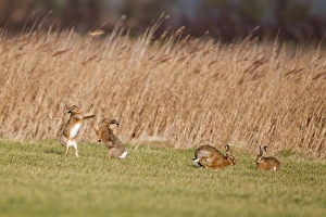 Aggression Prints: European Hare (Lepus europaeus) four adults