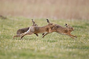 European Hare (Lepus europaeus) three adults, running, two males chasing one female, Suffolk, England, february