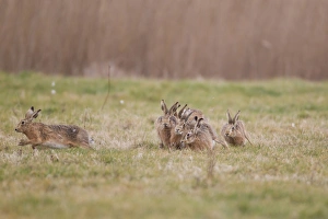 European Hare (Lepus europaeus) six adults, running, five males chasing one female, Suffolk, England, february