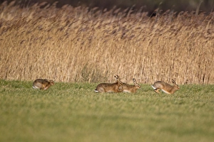 European Hare (Lepus europaeus) four adults, running, males chasing female in field, Suffolk, England, january