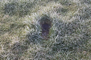 Hares Prints: European Hare (Lepus europaeus) form, in frost covered grass, Suffolk, England, march