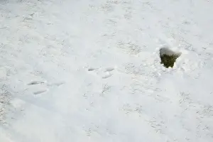 Hares Prints: European Hare (Lepus europaeus) form in snow covered field