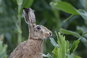 Pests Prints: European Hare (Lepus europaeus) immature