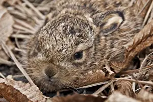 Lepus Prints: European Hare (Lepus europaeus) leveret about 10 days old