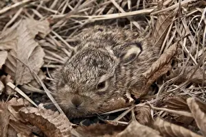 European Hare (Lepus europaeus) leveret about 10 days old