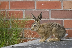 Hares Prints: European Hare (Lepus europaeus) leveret