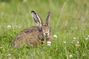 European Hare (Lepus europaeus) leveret, sitting in field, sniffing grass to detect passage of other hares, Suffolk