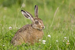 European Hare (Lepus europaeus) leveret, sitting in field, sniffing grass to detect passage of other hares, Suffolk