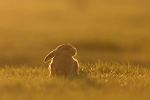 Hares Prints: European Hare (Lepus europaeus) leveret