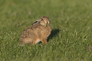 European Hare (Lepus europaeus) leveret, feeding on grass, Suffolk, England, May