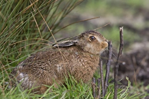 European Hare (Lepus europaeus) leveret, smelling plant stem, Suffolk, England, May