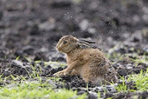 European Hare (Lepus europaeus) leveret, shaking rain from fur, Suffolk, England, May
