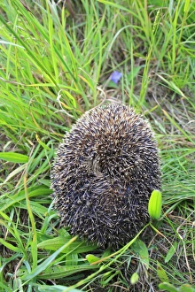 European Hedgehog (Erinaceus europaeus) adult, curled up in defensive ball