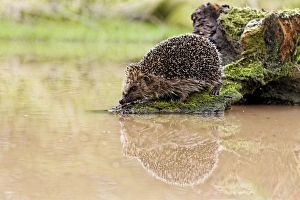 European Hedgehog (Erinaceus europaeus) adult, standing on log at edge of water, Midlands, England, june
